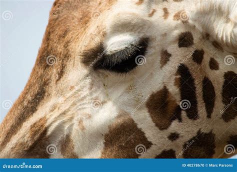 giraffe face stock photo image