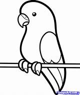 Parakeet Parrot Perruche Dessins Dragoart Dessiner Trace Oiseau Activite Webstockreview sketch template