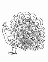 Peacock Coloring Pages Drawing Outline Peafowl Elegant Male Kids Bird Colouring Color Simple Getdrawings Adult Sketch Colorful Sheets Vikas Kumar sketch template