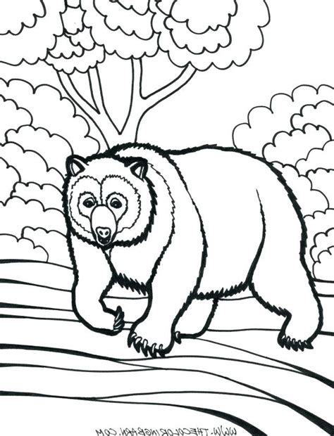rainforest animal coloring page  svg file cut cricut