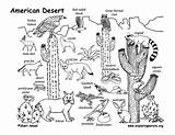 Desert Draw Drawing Animals American Coloring Ecosystem Habitats Life Biome Habitat Exploringnature Pages Animal Kids Pdf Teacher Science sketch template