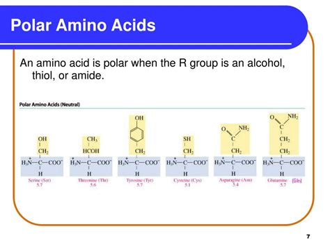 chapter  amino acids proteins  enzymes powerpoint