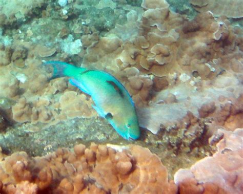 hroost parrotfish