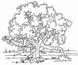 Drzewo Kolorowanka sketch template