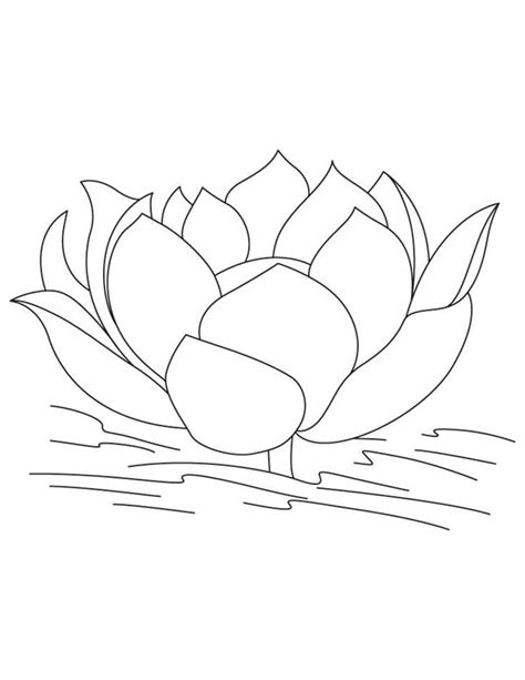 lotus flower image coloring page kids play color