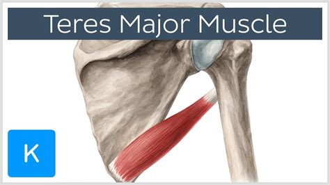 teres major muscle origin insertion action human anatomy