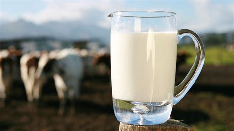de una vez por todas realmente es tan mala la leche de vaca como la