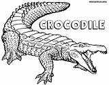Crocodile Coloring Pages Print Animal sketch template