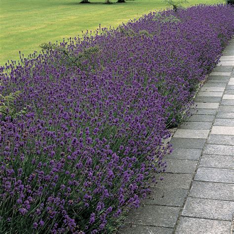 list   types  lavender plant  pictures