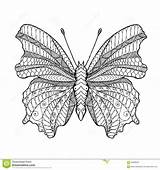 Zentangle Butterfly Vector Stylized Indian Animal Tribal Coloring Illustration Drawn Dreamstime Hand Stock Doodle sketch template