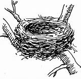 Nest Drawing Birds Clipart sketch template