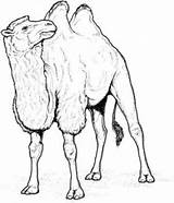 Chameau Camello Colorat Camila Camelo Planse Colorear Desene Camellos Egypte 1665 Bactriano Coloriages Desenho Salbatice Animale Camels Supercoloring Dromedarios Camile sketch template