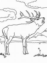 Elk Hunting sketch template