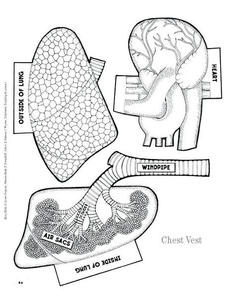 human anatomy coloring pages  printable book human body systems