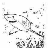 Shark Coloring Reef Great Mouth Open Pages Tipped Drawing Outline Hungry Template Designlooter Evolution Prey Hunting Getdrawings Paintingvalley 300px 98kb sketch template