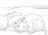 Coloring Arctic Pages Biome Drawing Hare Hares Tundra Printable Clipart Easy Kids Main Popular sketch template