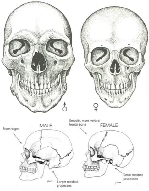 Differences In Male And Female Skull R Iamaliberalfeminist