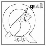 Coloring Quail Pages Printable Getdrawings Letter Preschool sketch template