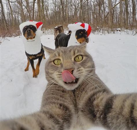 instagram 上的 manny the selfie cat：「 🎅🎄 ️🎆⛄️🎁 」 cat selfie cute