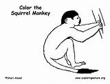 Monkey Squirrel Coloring sketch template
