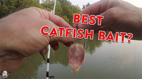 catch catfish   bank catfishing bait rigs tips youtube