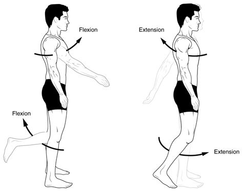 anatomical rotation google search flexiones cuerpo humano cuerpo