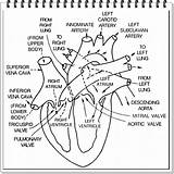 Heart Human Diagram Coloring Pdf Book sketch template