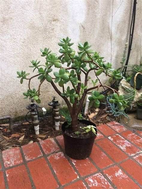 Large Jade Plant 1 2 Inch Thick Rooted 12 Inches Tall