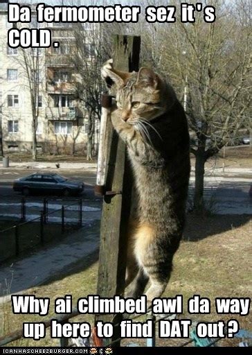 25 best cat puns images on pinterest funny pics chistes and funny stuff