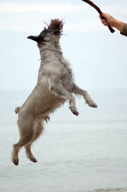 photo dog jumping