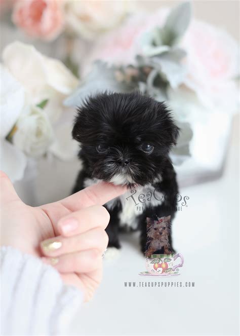 The Cutest Little Shih Tzu Puppies For Sale Teacups