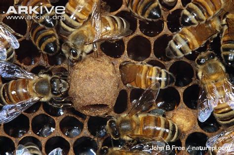 Pictures Other Sources Trunch Beekeeping Group
