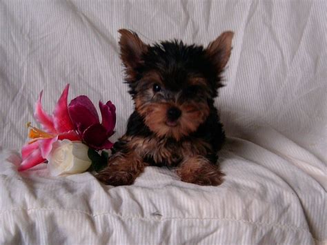 pruitts yorkie puppies  sale