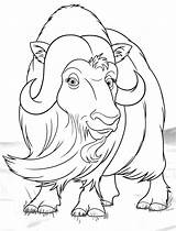 Ox Musk Coloring Pages Template sketch template