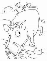 Coloring Wild Boar Pages Pig Animals Nocturnal Kids Getcolorings sketch template
