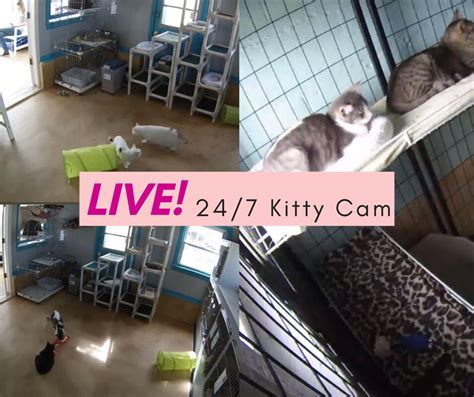 Kitty Cam The Cat Corner Inc