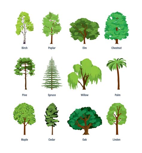 common types  trees  names facts  pictures