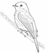 Eastern Coloring Kingbird Phoebe Pages sketch template