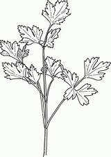 Parsley Coloring Pages Herbs Herb Clipart Cilantro Vegetable Drawings Colouring Coriander Drawing Para Color Cliparts Cartoon Garden Library Herbalism Book sketch template