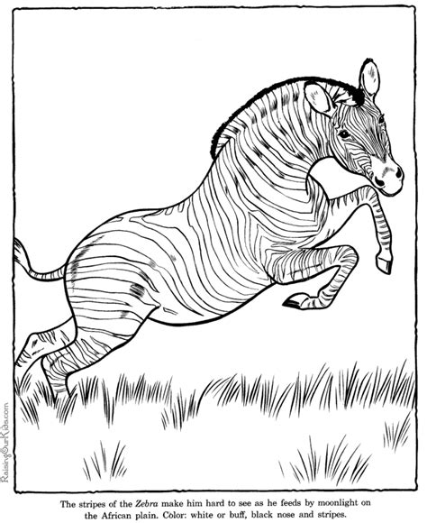 zebra coloring pages zoo animals zoo animal coloring pages zoo