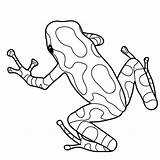 Dart Poison Frogs Rainforest Adulte Snake Abcteach Grenouille Grenouilles Broderie Gravure Verre Pochoirs Draw Rana Cache1 кб Peinture Designlooter sketch template