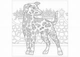 Beauceron Perros Adultos Cani Chiens Adulti Coloriages Malbuch Erwachsene sketch template