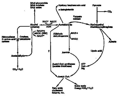 pathways  alcohol ethanol metabolism  man adh alcohol  scientific diagram