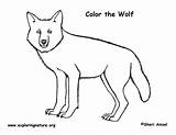 Wolf Coloring Timber Gray Pdf Exploringnature sketch template