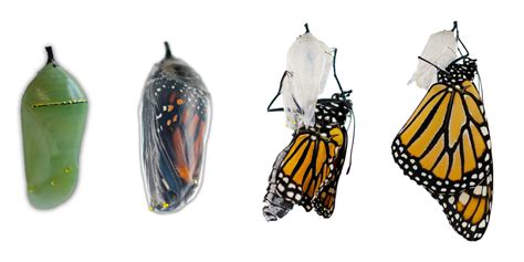 raising monarch butterflies indoors  wine box gardener
