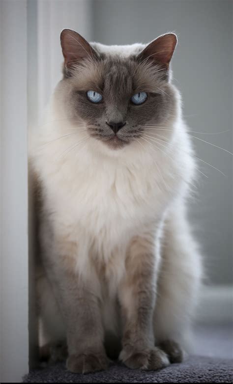 balinese cat cat breed history   interesting facts