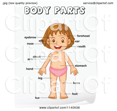 parts clipart   cliparts  images  clipground