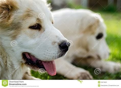 dog  head stock image image  white obedient domestic