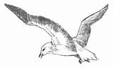 Seagull Seagulls Mouette Gull sketch template