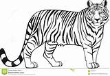 Tigre Colorir Desenhos Tigres Myify Um Archivo Animales Visitar Desenhar Vectoring sketch template